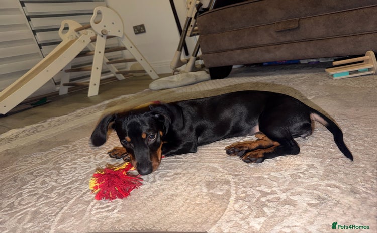 Dachshund dogs - Advert 4