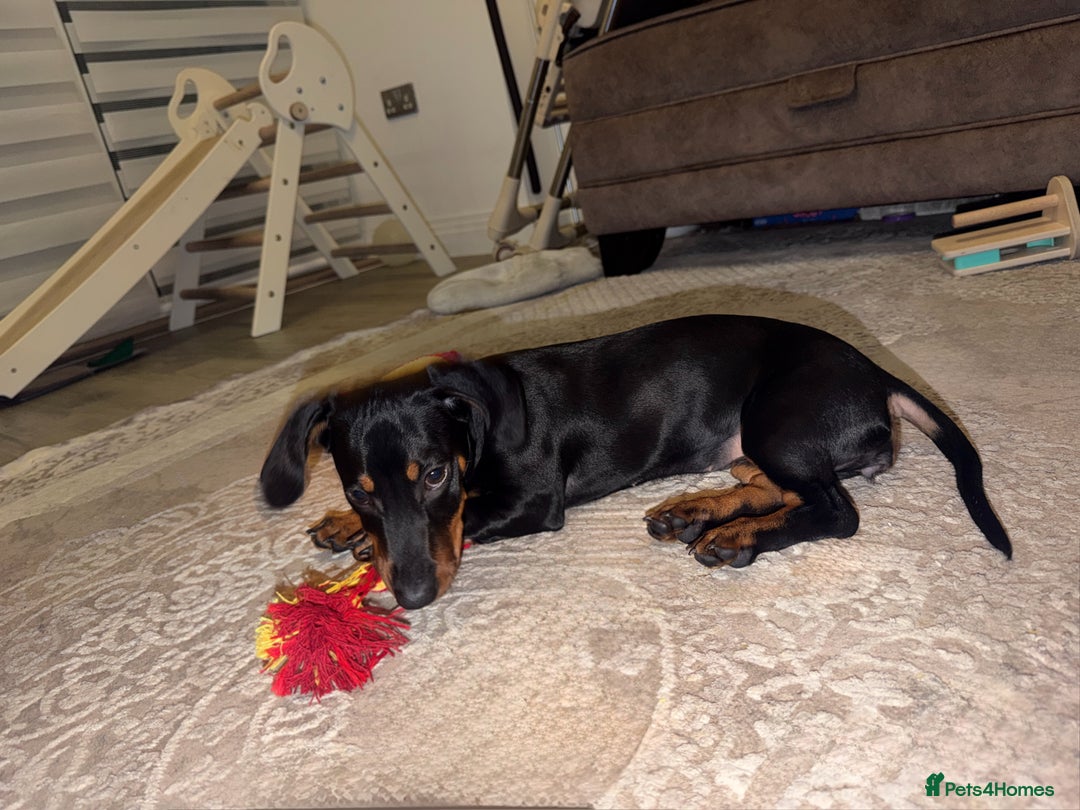 Dachshund dogs for sale: 14 Week old Dachshund Playful & Potty Trained - Image 1