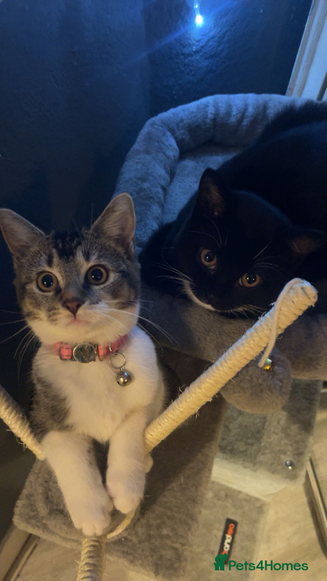 American Shorthair cats for sale: Cat for sale - Image 4