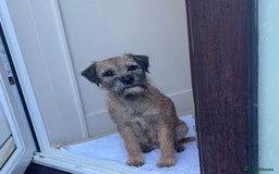 Border Terrier dogs for sale: Pedigree slem clear border terrier - Image 4
