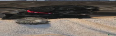 Miniature Schnauzer 2