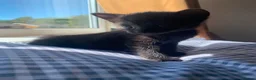 Mixed Breed cats for sale: 5 Stunning Kittens - Advert 8