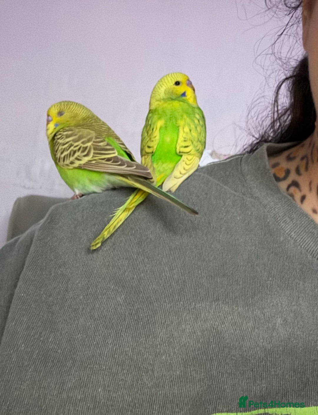 Budgerigars birds for sale: Two bonded hand tame budgies - Advert 2