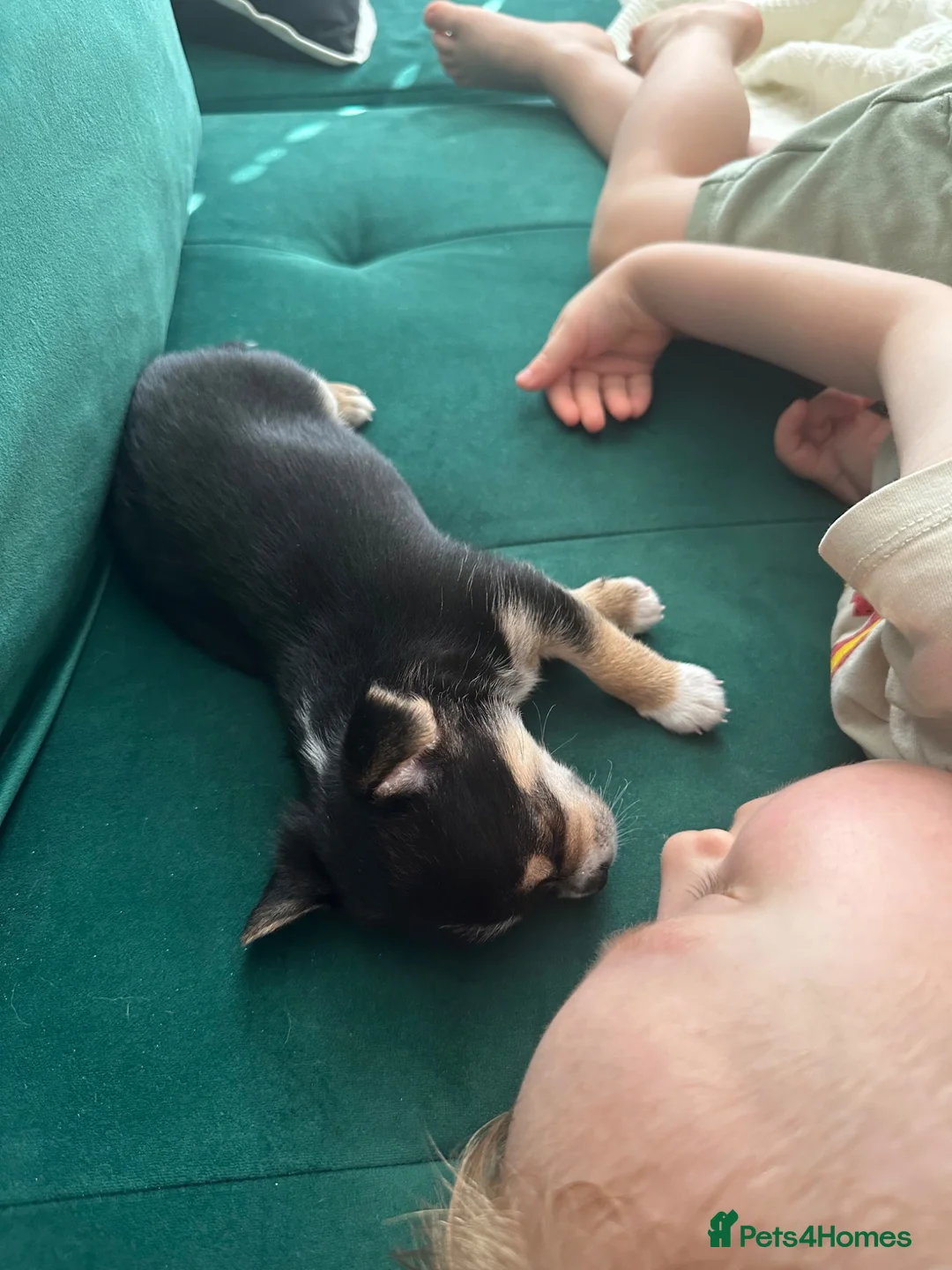Chihuahua dogs for sale: Reduced 1boy 🐾 Beautiful Chihuahua Boys Available - Advert 2