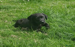 Labrador Retriever dogs for sale: Gorgeous black lab pups - Image 7