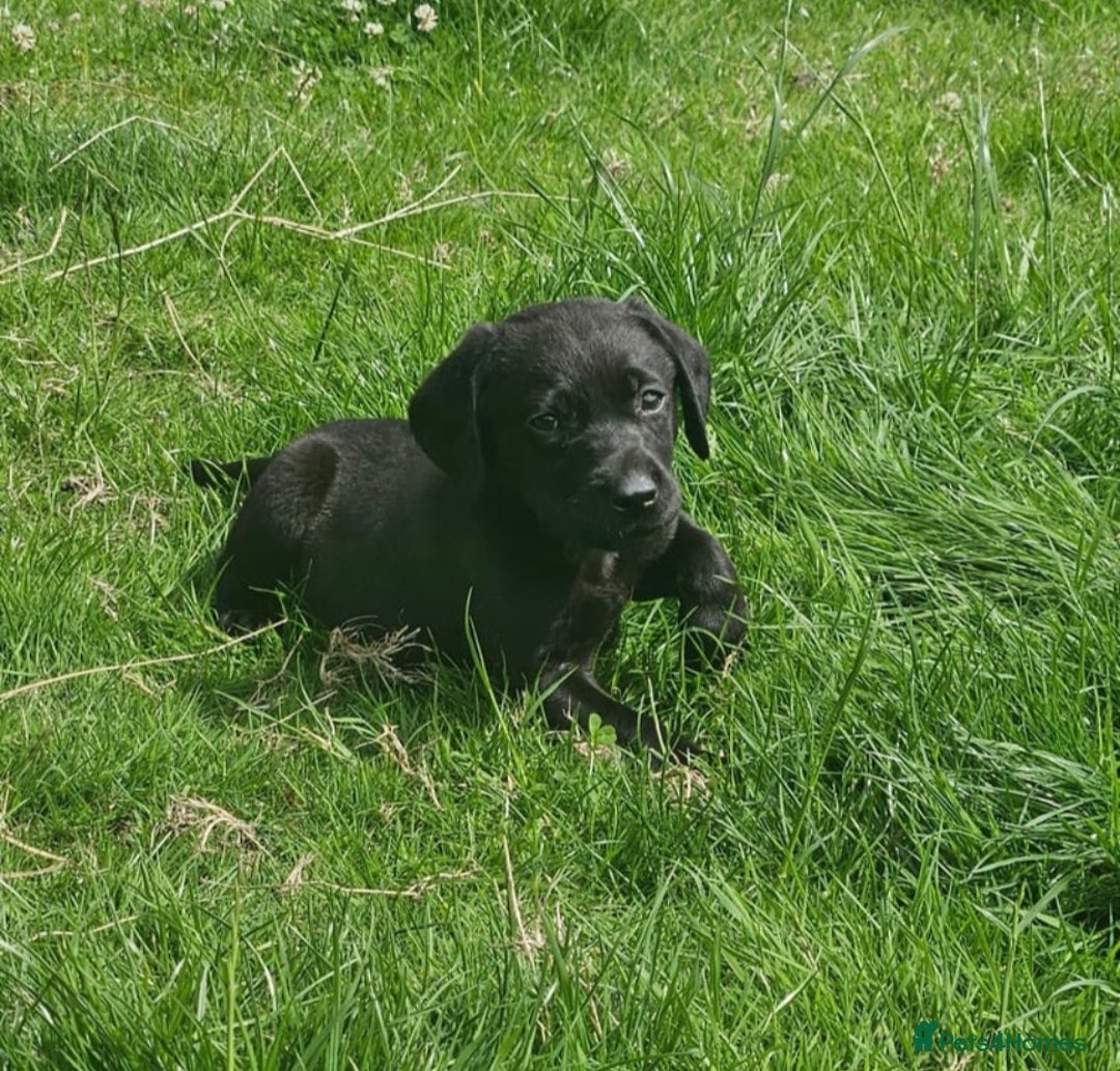 Labrador Retriever dogs for sale: Gorgeous black lab pups - Image 7