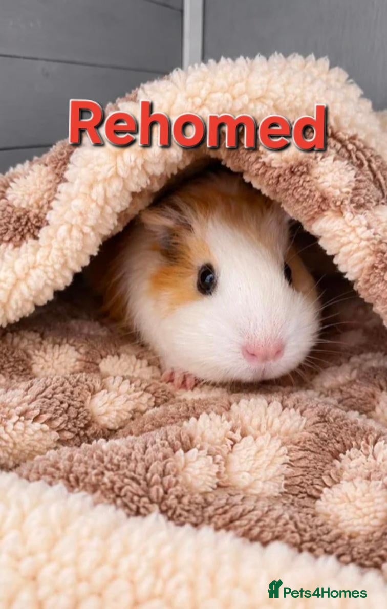 Guinea Pig rodents for sale: 🐹🤎 Beautiful Teddy Guinea Pigs ready to leave. - Advert 2