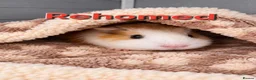 Guinea Pig rodents for sale: Teddy Guinea Pigs 1 boy & 1 girl Ready to Leave  - Advert 2
