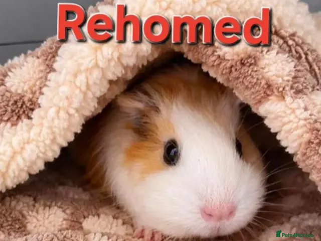 Guinea Pig rodents for sale: 🐹🤎 Beautiful Teddy Guinea Pigs ready to leave. - Advert 2