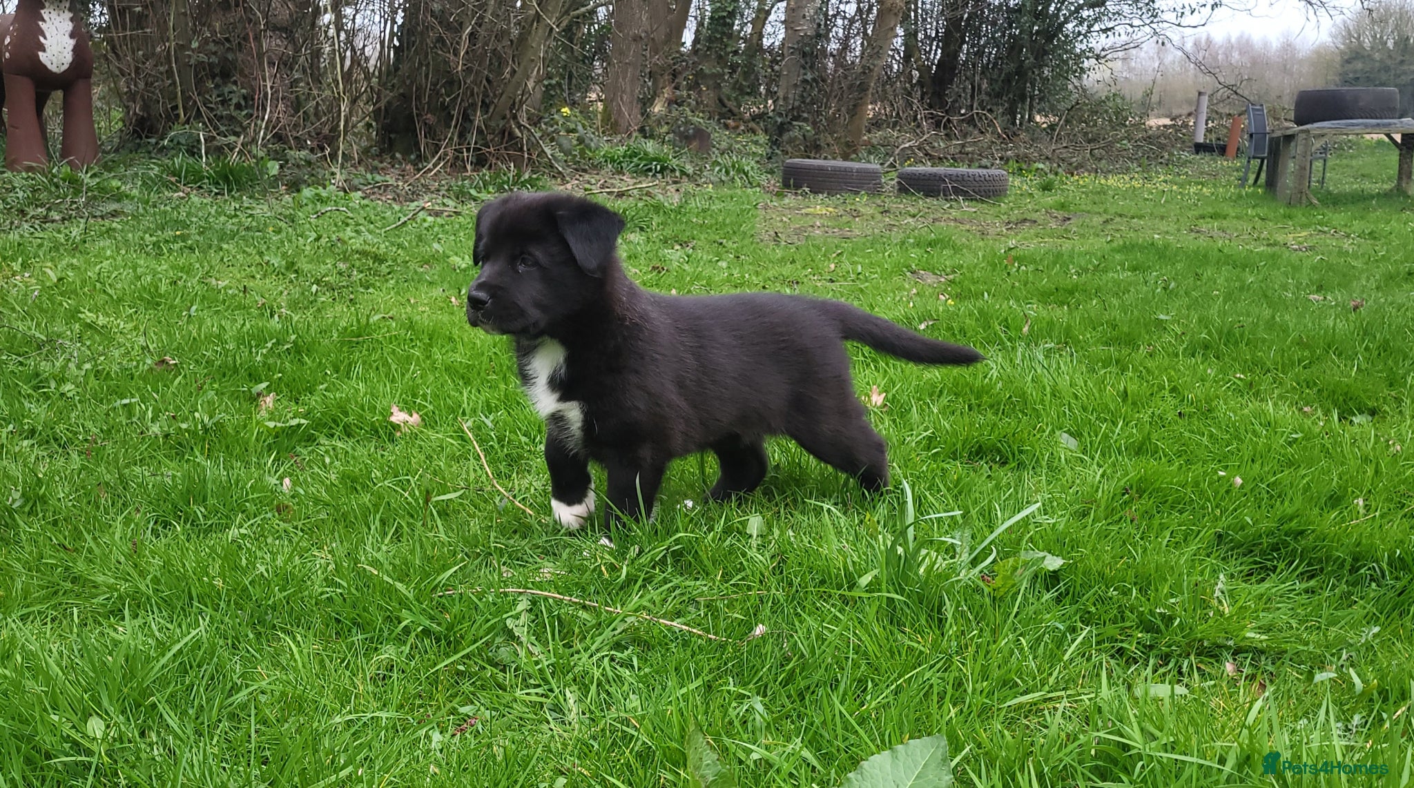 Mixed Breed dogs 3 stunning Hybrid cane corso pups.  - Advert 1