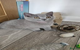 British Shorthair cats for sale: British Blue Shorthair - Image 28