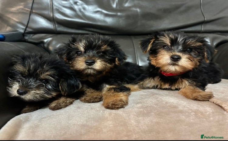 Yorkshire Terrier dogs - Advert 1