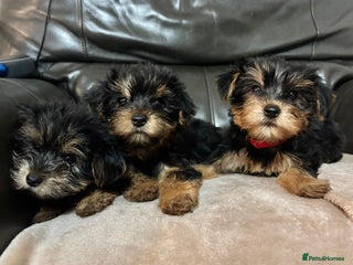 Yorkshire Terrier dogs - Advert 9