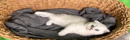 Scottish Fold cats for sale: Scottish Fold male  - Advert 11