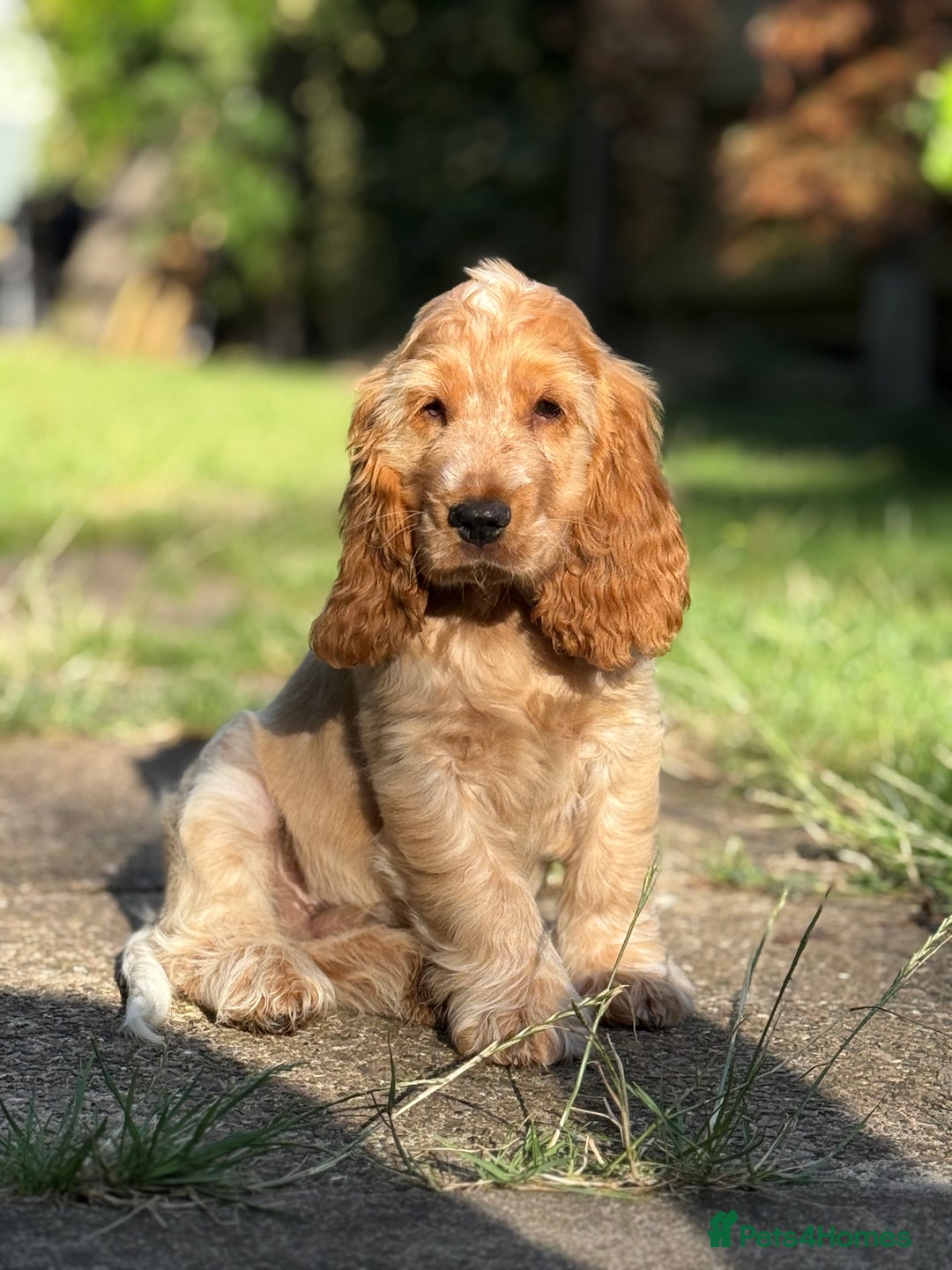 Cocker Spaniel dogs for sale: Last boy! Top quality show-type Cocker Spaniels! in Leicester - Image 2