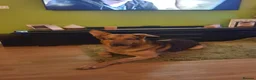 Mixed Breed dogs for sale: Belgium shepherd puppies  - Advert 5