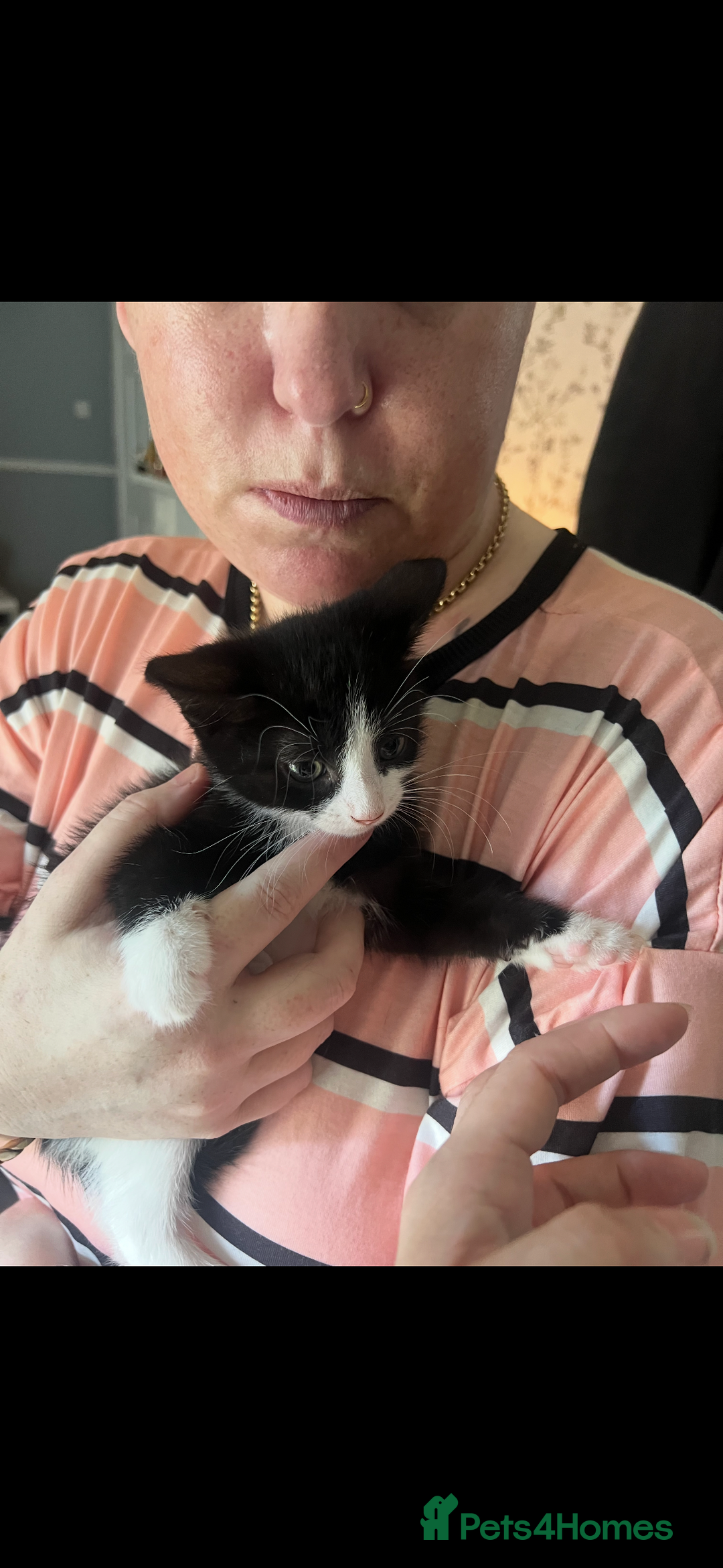 Mixed Breed cats for sale: FUR BABIES READY FOR THERE FOREVER HOMES  - Image 22