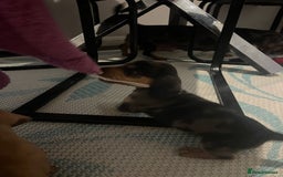 Dachshund dogs for sale: Mini dachshund boy puppy  - Image 2