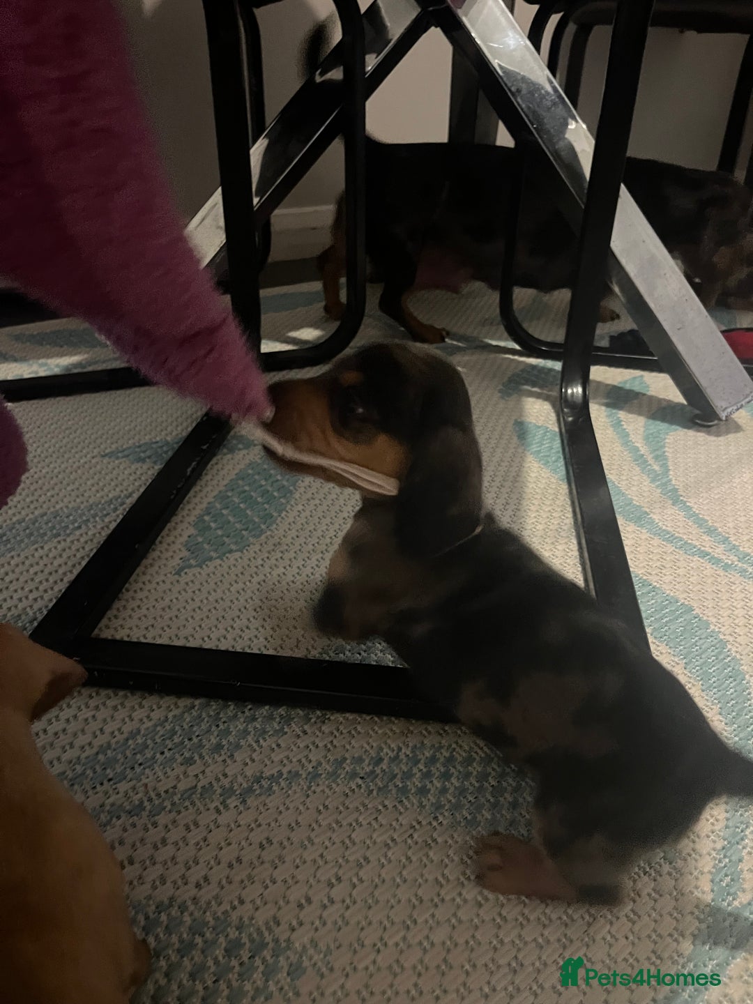 Dachshund dogs for sale: Mini dachshund boy puppy  - Image 2