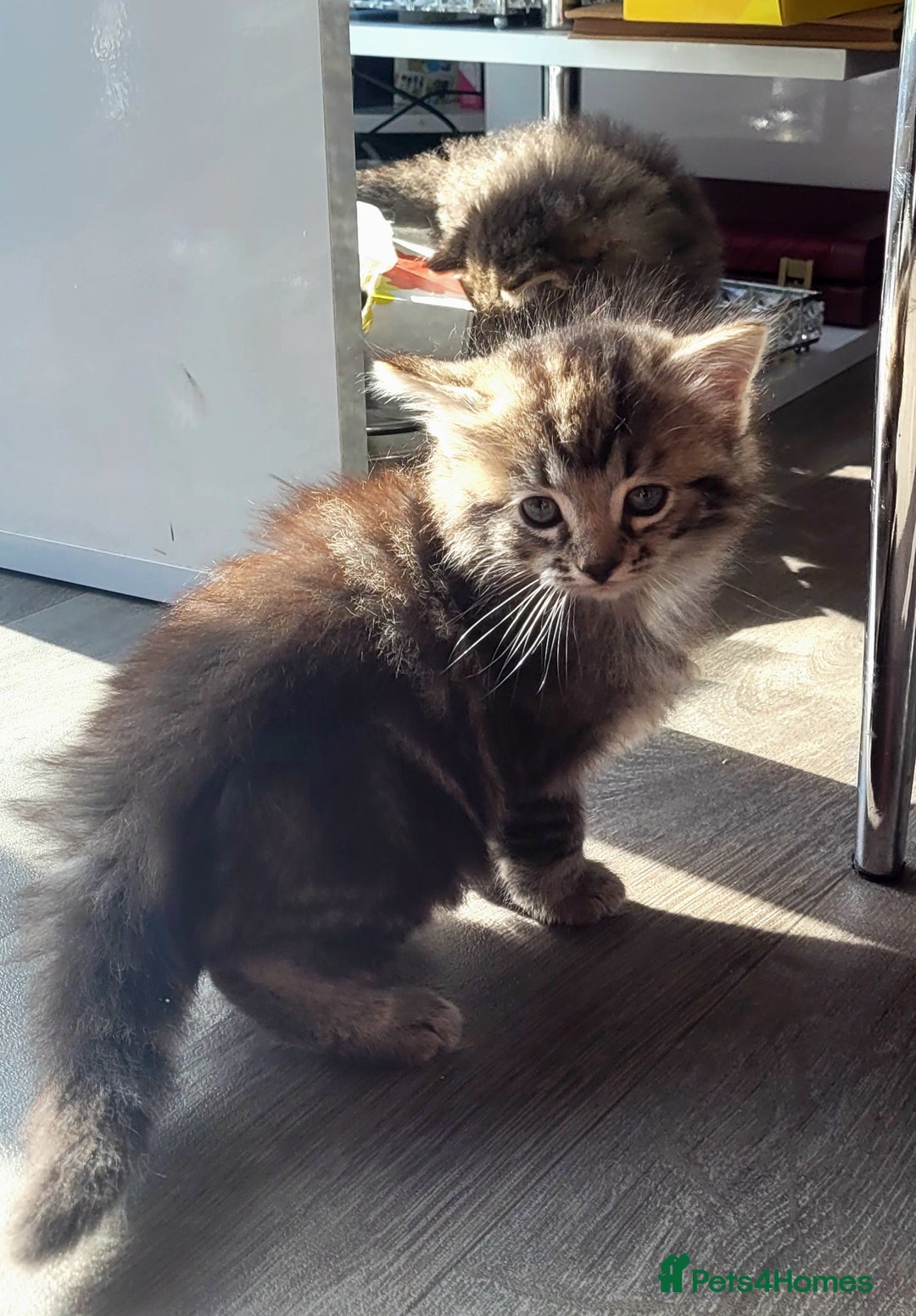 Ragdoll cats for sale: Adorable mixed Norwegian/Ragdoll left  in Dundee - Image 15