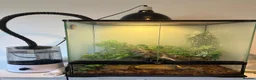 Gecko reptiles for sale: Harlequin gecko in Biggleswade - Advert 4