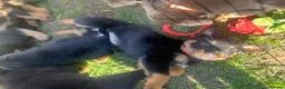 Rottweiler dogs for sale: Ready to leave Gorgeous last female Rottweiler - Advert 13
