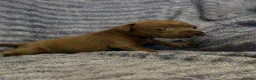 Staffordshire Bull Terrier dogs for sale: KC Registered Blue Staffordshire Bull Terrier Pups - Advert 3
