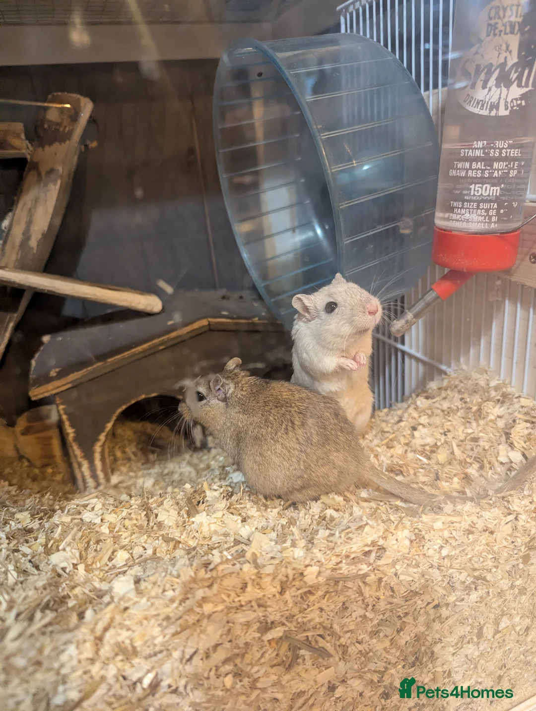 Gerbil rodents for sale: 2 gerbits girls  - Advert 6