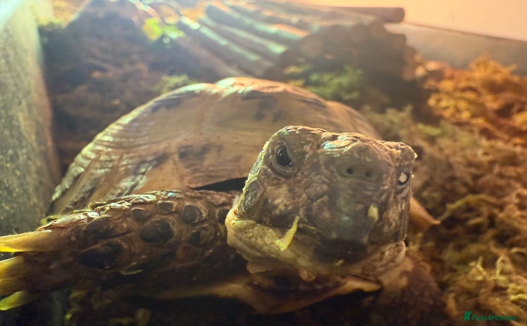 Tortoise reptiles - Advert 1
