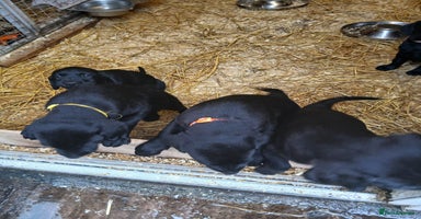 Labrador Retriever dogs - Advert 3