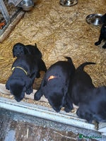 Labrador Retriever dogs - Advert 3