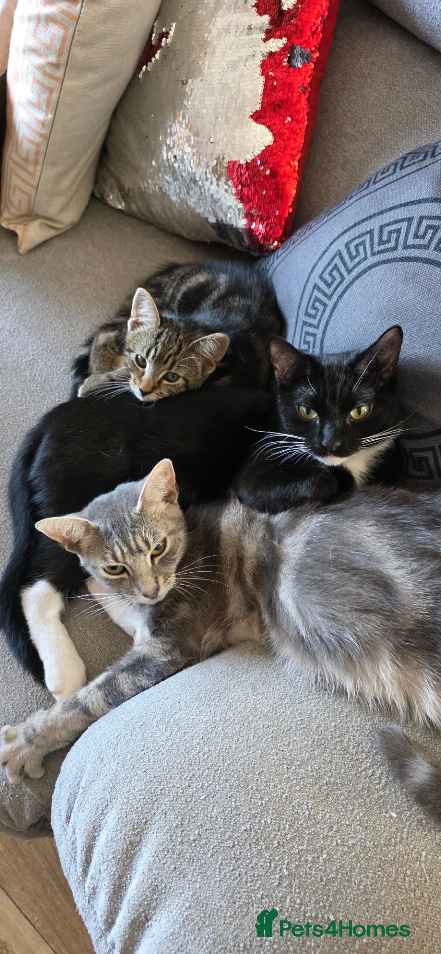 Mixed Breed cats for sale: Kittens ready to go now - Advert 1
