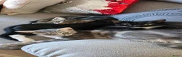 Mixed Breed cats for sale: Kittens ready to go now - Advert 1