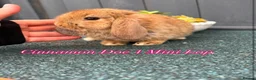 Mini Lop rabbits for sale: Mini Lops in Cradley Heath - Advert 7
