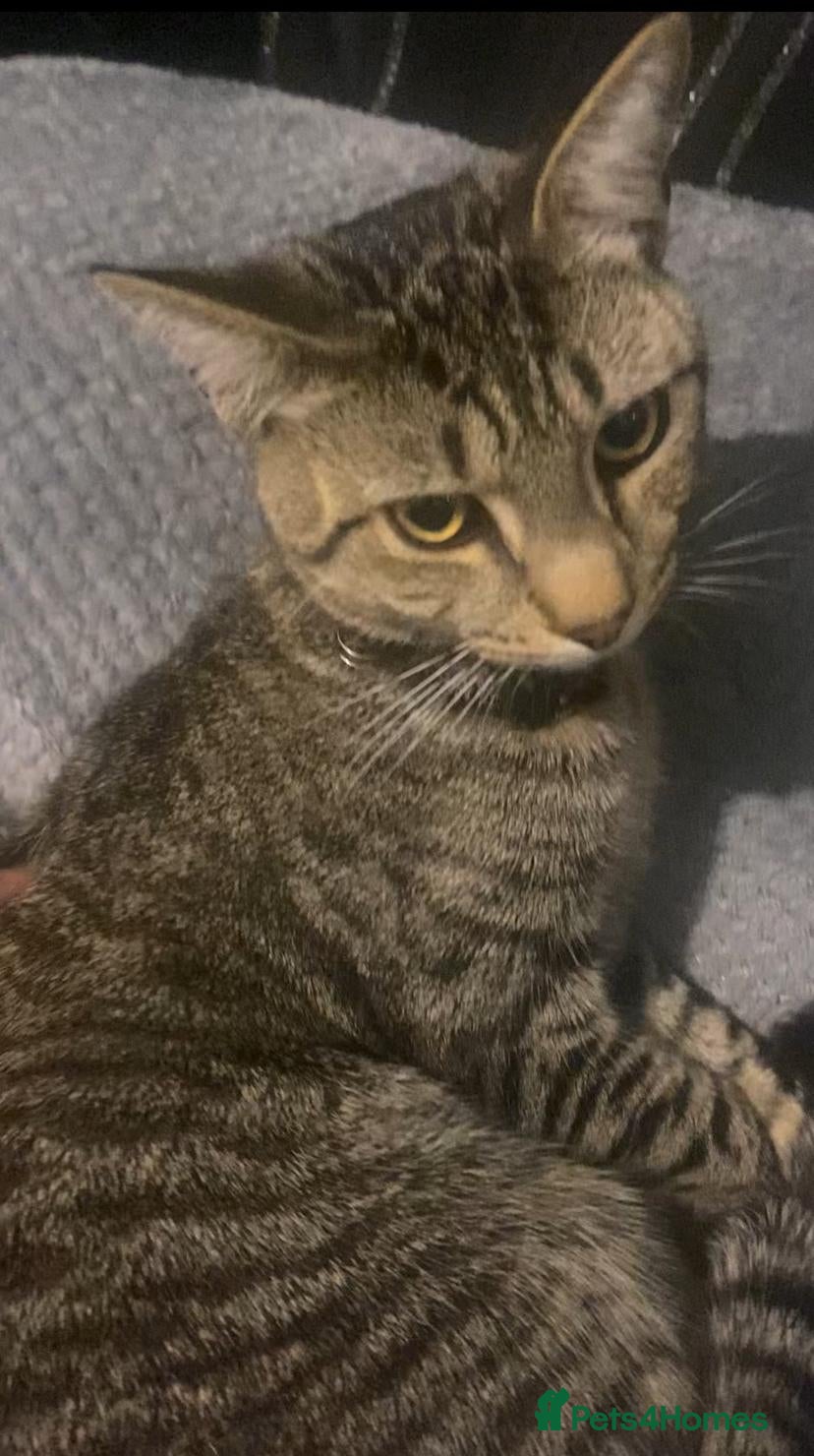 Mixed Breed cats 2 cats Includes £250 litter machine free  - Advert 2