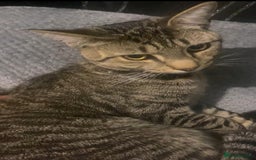 Mixed Breed cats for sale: 2 cats Includes £250 litter machine free  - Image 1