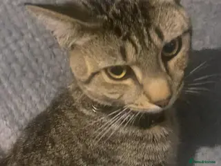 Mixed Breed cats 2 cats Includes £250 litter machine free - Advert 2