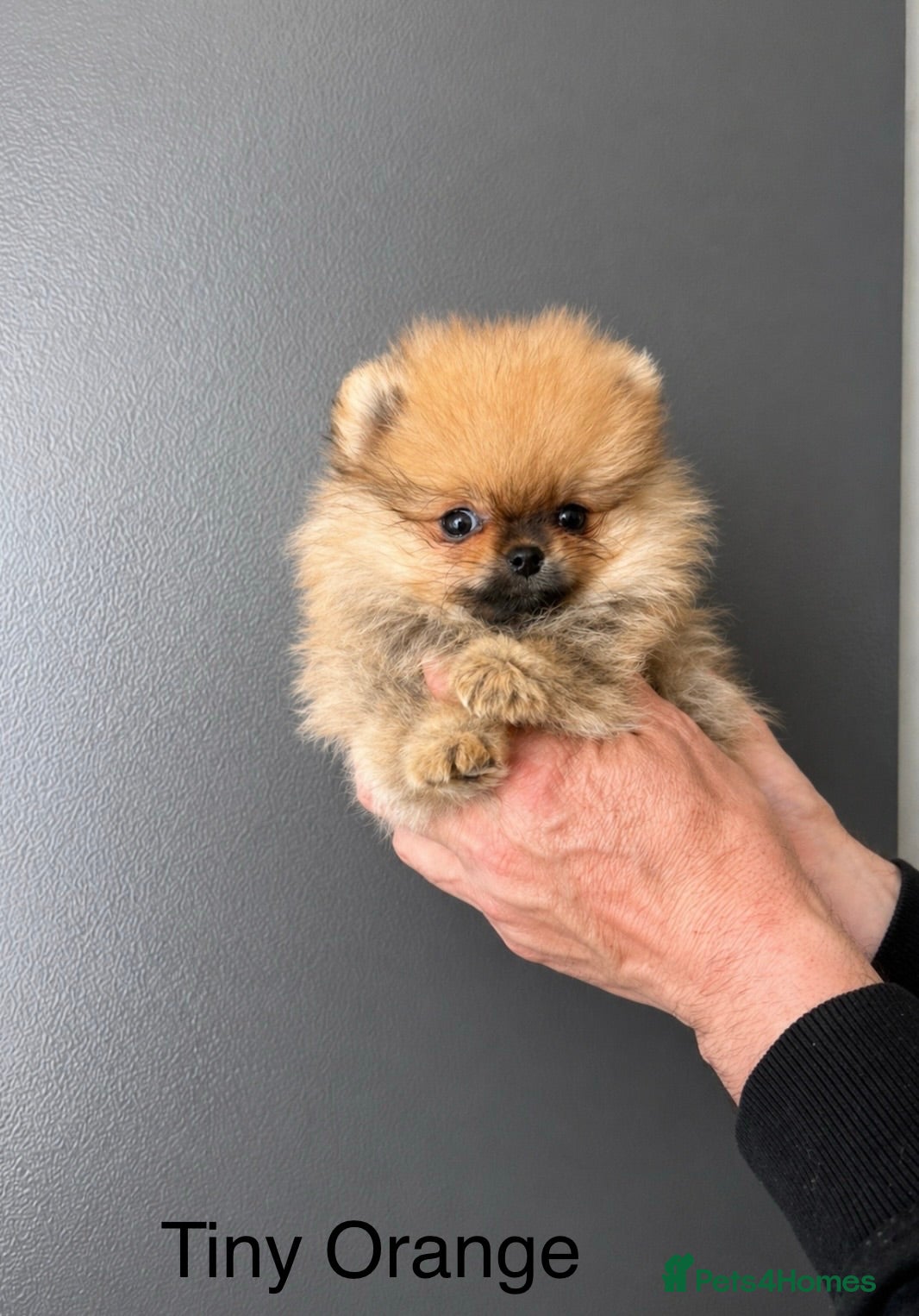 Pomeranian dogs Top Quality🔥Very Tiny🐻 - Advert 2