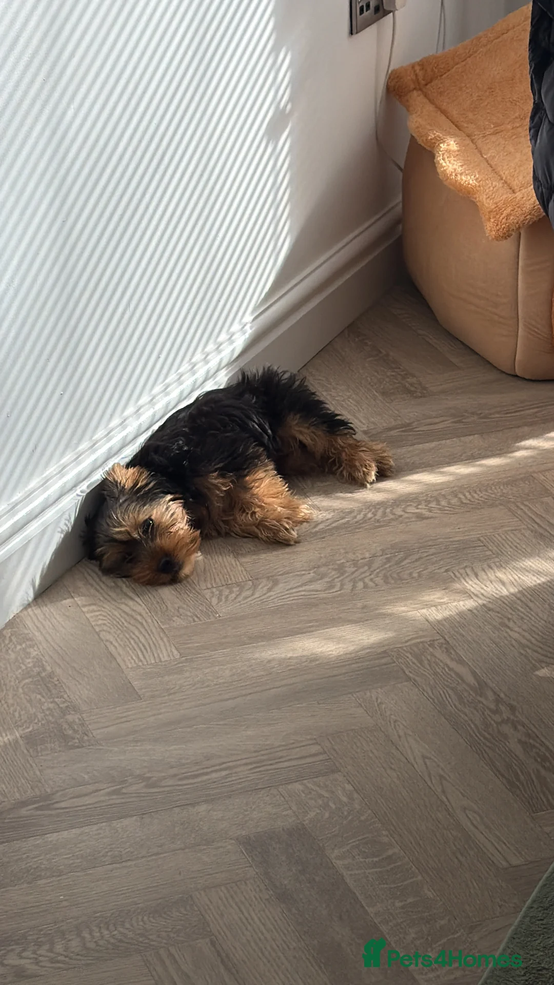 Yorkshire Terrier dogs for sale: Yorkshire Terrier Boy  - Advert 10