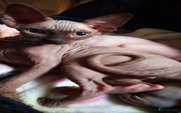 Sphynx cats for sale: 5 Adorable Sphynx Kittens for sale! - Image 3