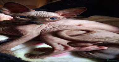 Sphynx cats - Advert 3