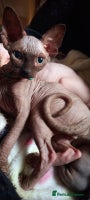 Sphynx cats - Advert 8