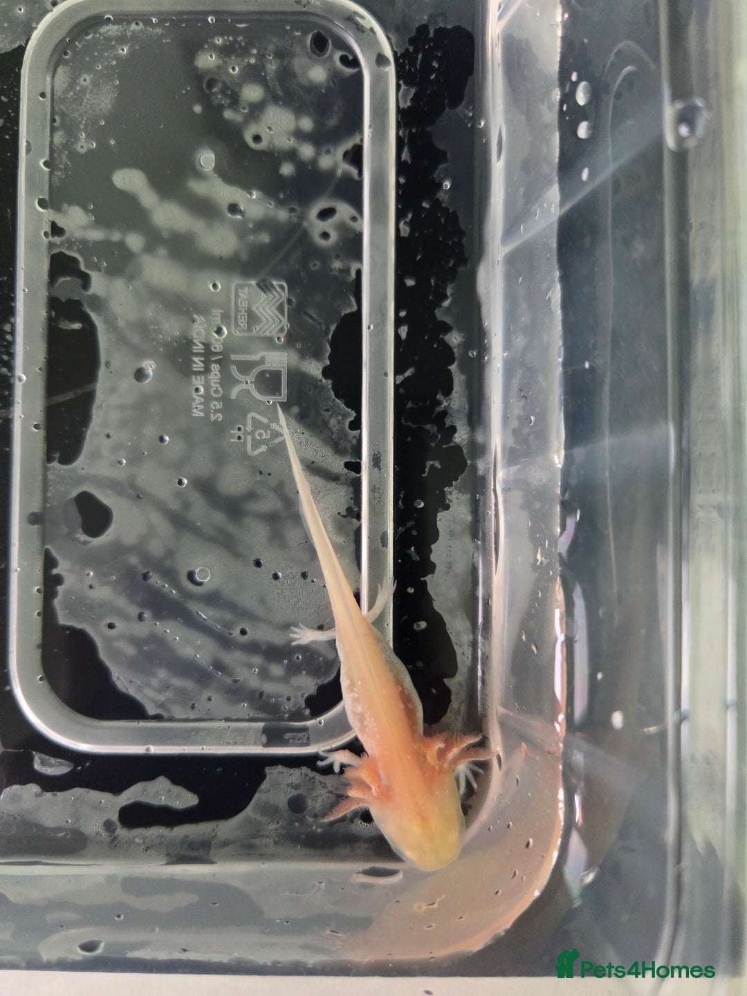 Axolotl reptiles for sale: 3 month old Axolotl's for sale - Advert 4