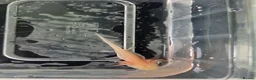 Axolotl reptiles for sale: 3 month old Axolotl's for sale - Advert 4