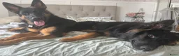 German Shepherd dogs for sale: 2 young beautiful German shepherd pups  - Advert 6