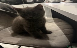 British Shorthair cats for sale: British Shorthaired Boy Kitten 5 months old - Image 7