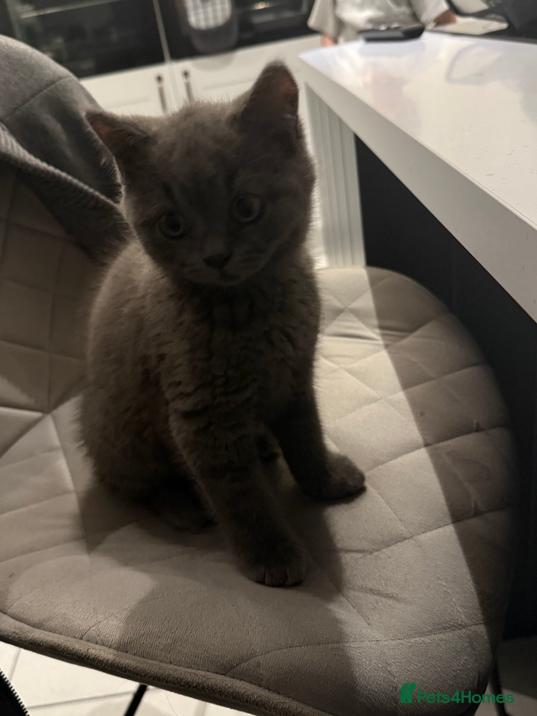 British Shorthair cats for sale: British Shorthaired Boy Kitten 5 months old - Image 7