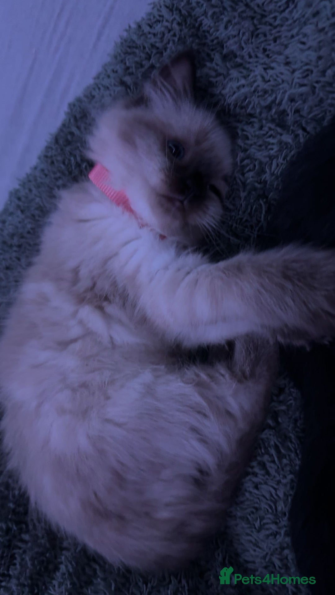 Ragdoll cats for sale: 5 month old ragdoll  - Advert 3