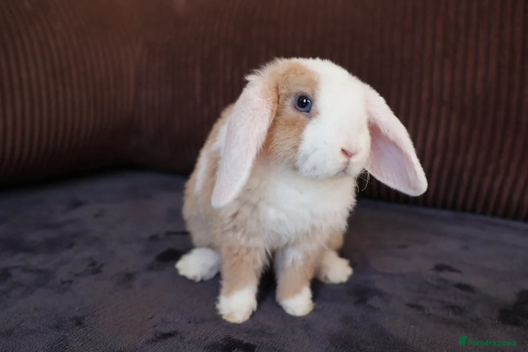 Mini Lop rabbits for sale: Gorgeous Mini Plush Lop Boy – Ready Now! 🐰✨ - Advert 5