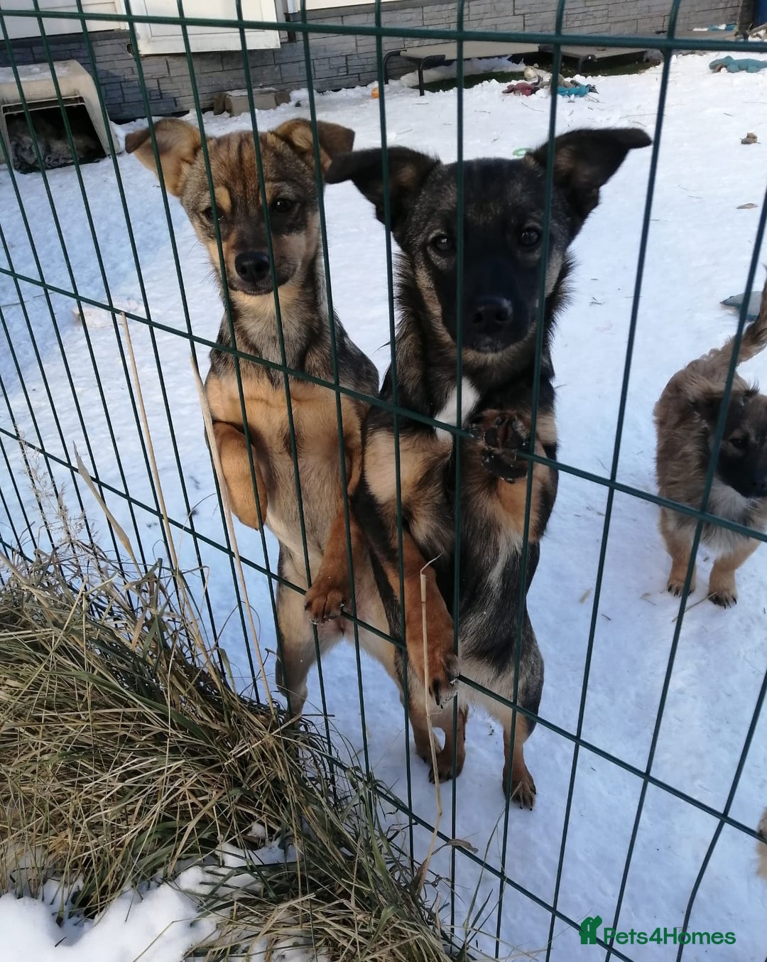 Mixed Breed dogs for adoption: ❤️NIKA & LIKA❤️ - 7 months wonderful small girls - Advert 12